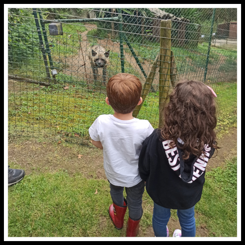 Los niños viendo una hiena