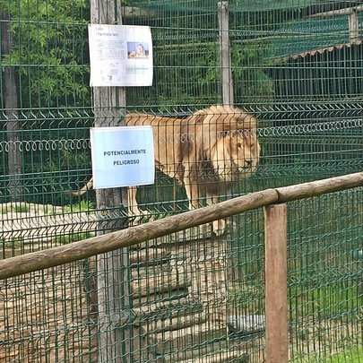 León