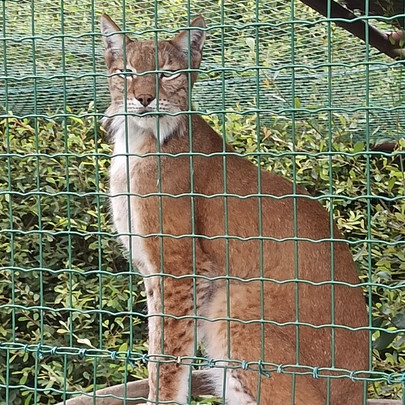 Lince