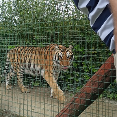 Tigre