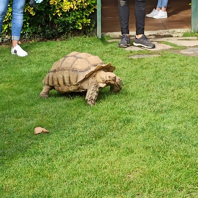 Tortuga