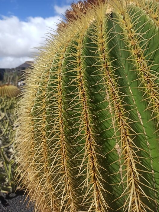 Cactus