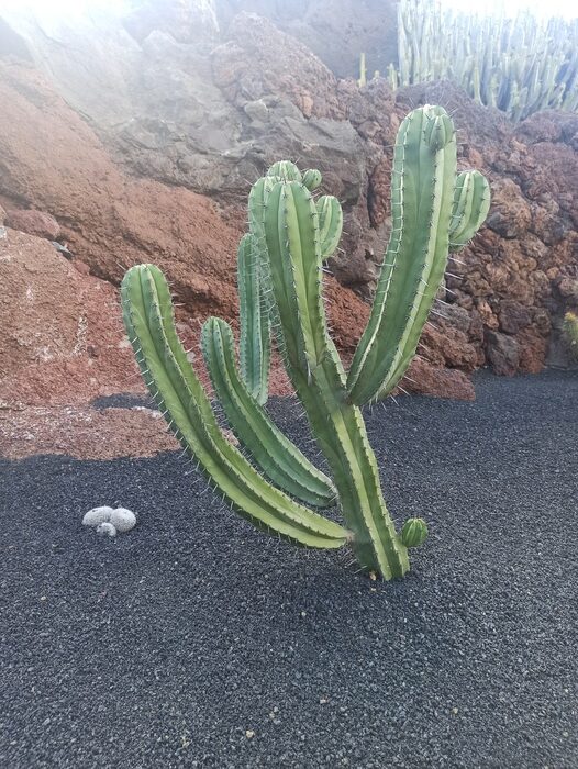 Cactus