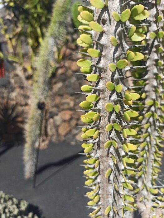 Cactus