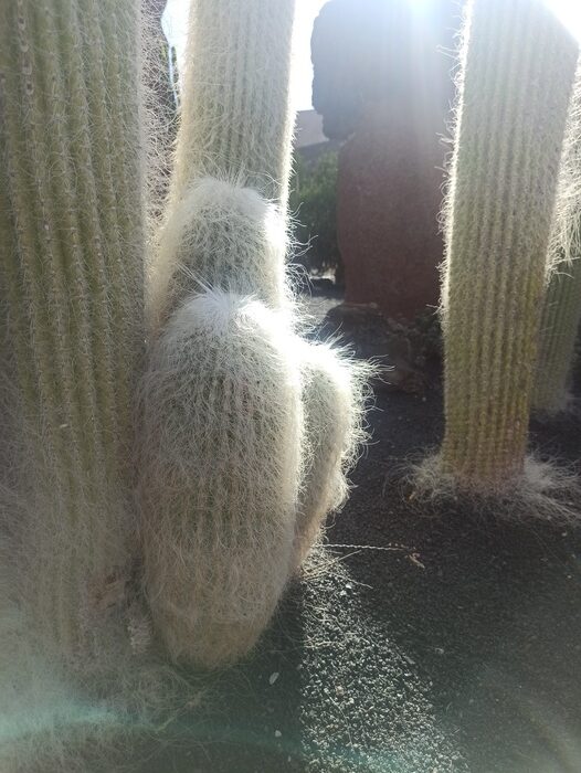Cactus