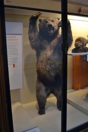 Oso