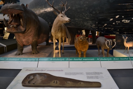 animales