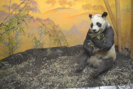 Oso panda
