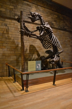 Huesos de oso