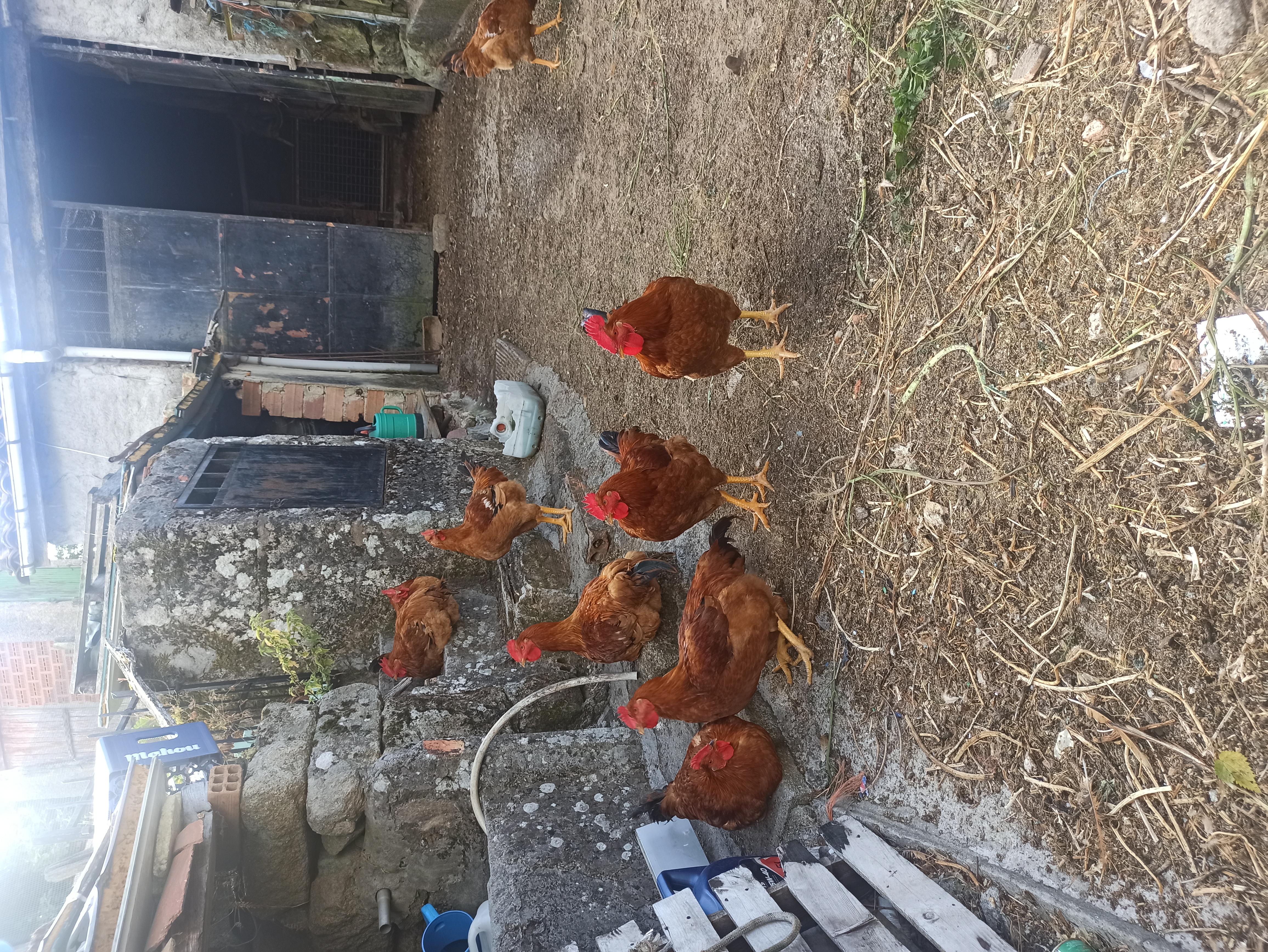 Gallinas