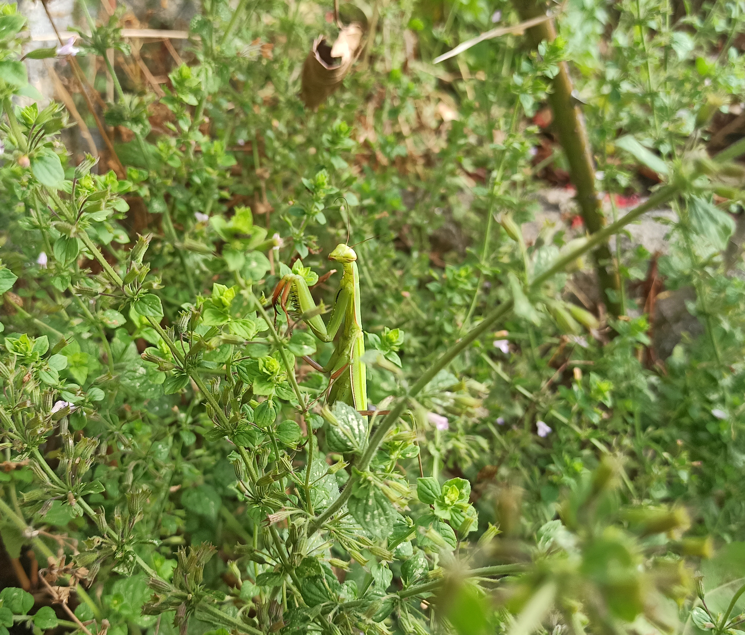 Mantis religiosa