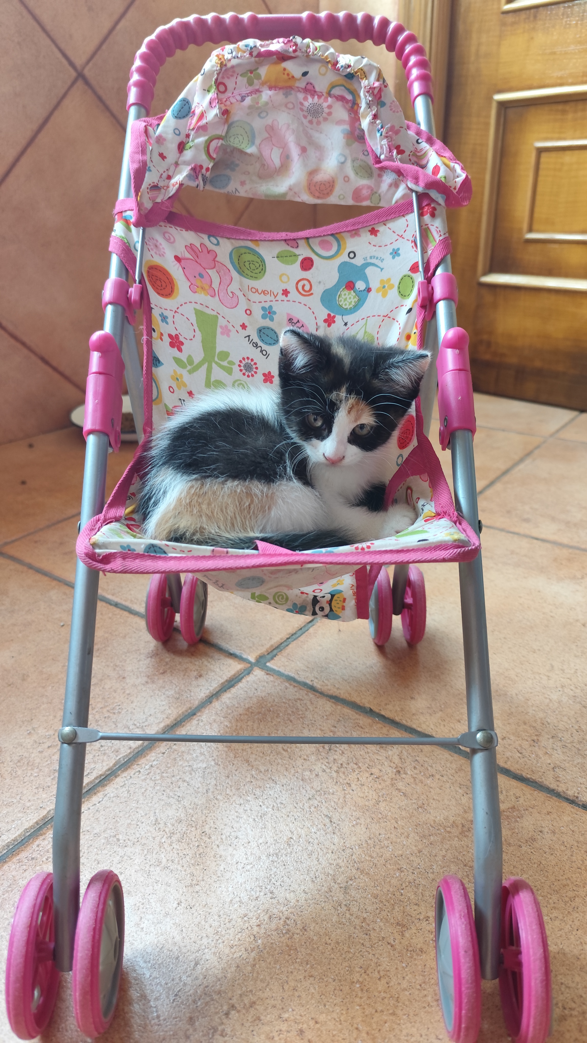 Gatito